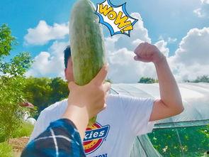 网红瓜妈吃瓜,揭秘网红圈那些不为人知的幕后故事  第3张